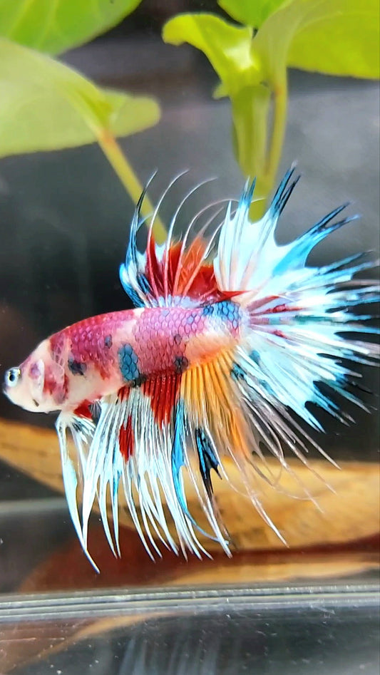 CROWNTAIL CANDY RAINBOW MULTICOLOR RARE BETTA FISH