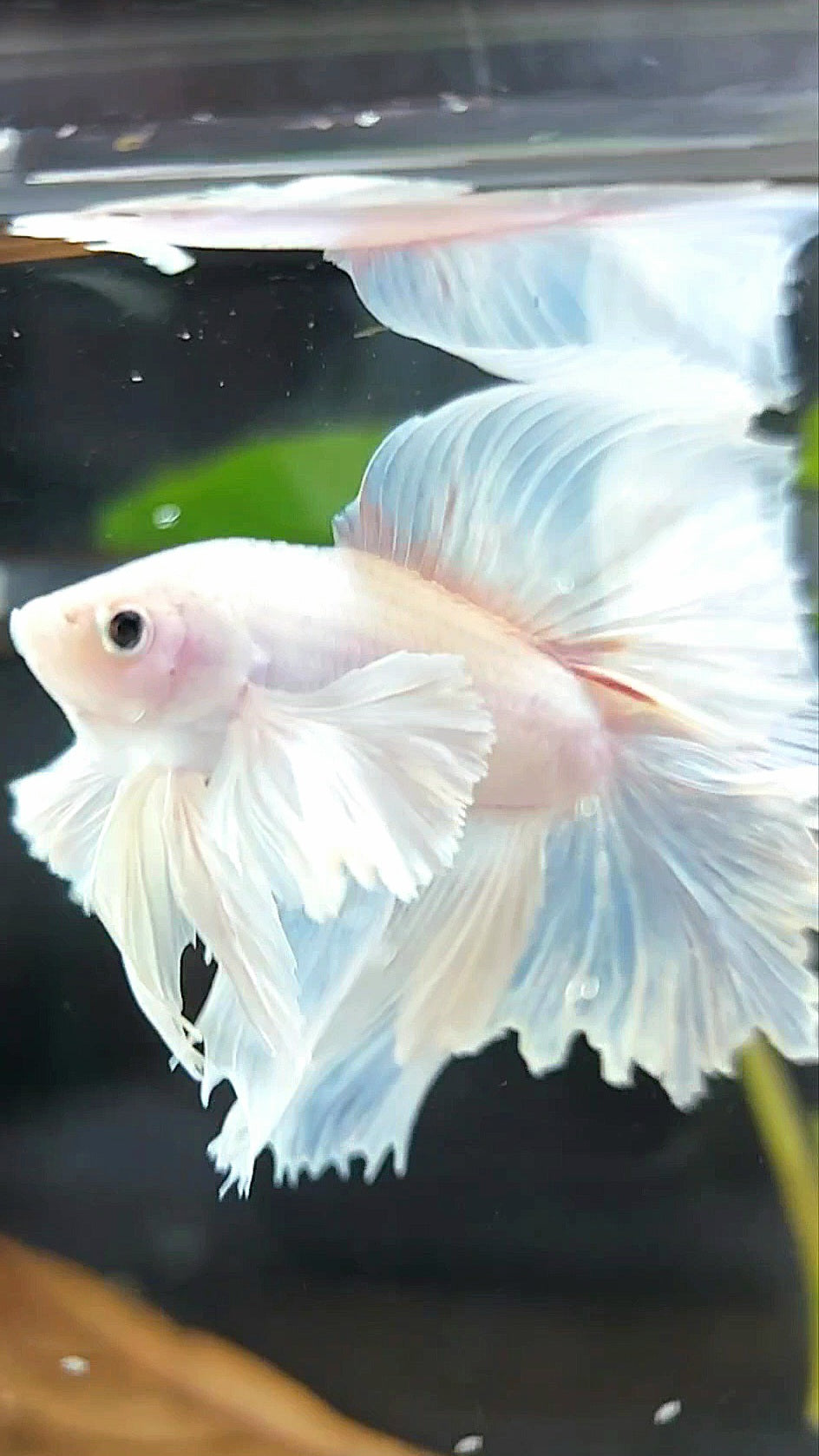 „PEGASUS“ HALFMOON DOUBLE TAIL SUPER DUMBO EAR WHITE OPAQUE PREMIUM BETTA FISH