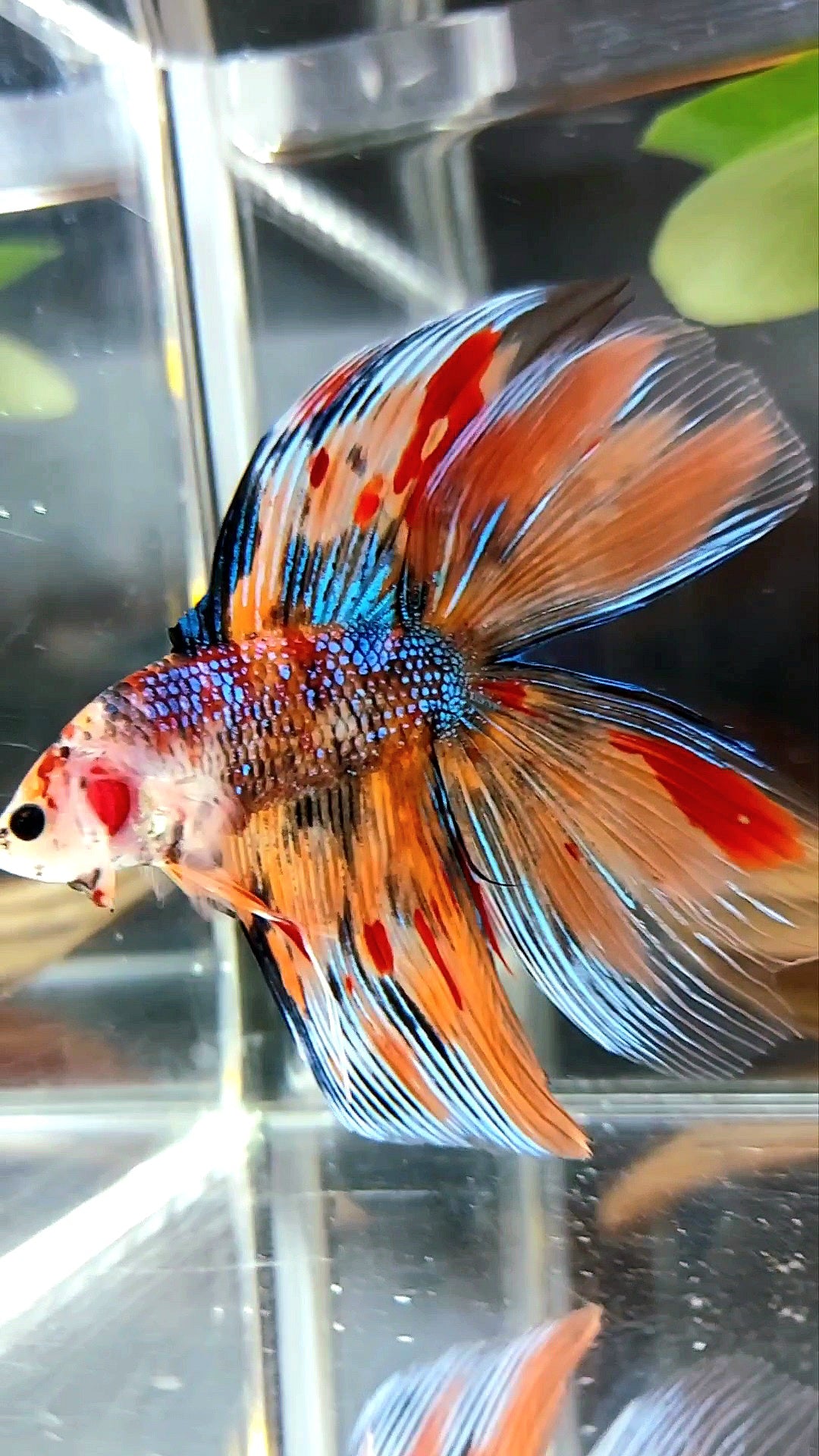 HALFMOON OVER DOUBLE DELTA TAIL ORANGE TIGER MULTICOLOR RARE BETTA FISH