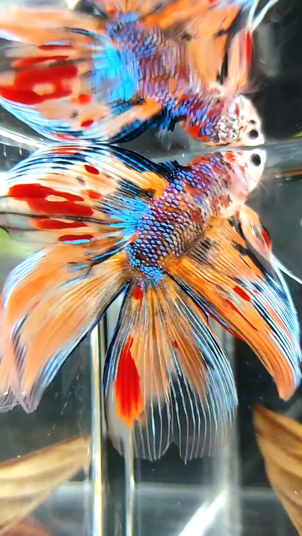 HALFMOON ÜBER DOUBLE DELTA TAIL ORANGE TIGER MULTICOLOR SELTENER BETTA-FISCH