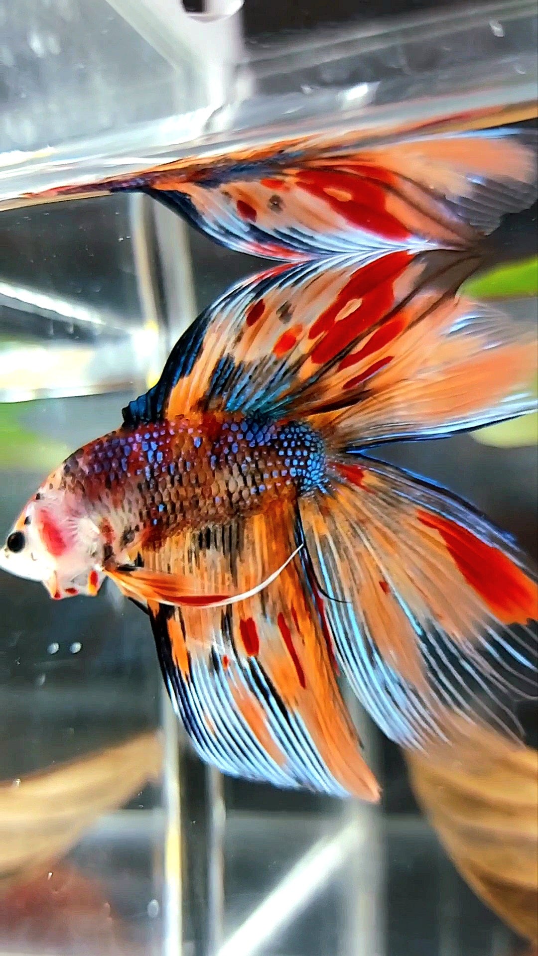 HALFMOON ÜBER DOUBLE DELTA TAIL ORANGE TIGER MULTICOLOR SELTENER BETTA-FISCH