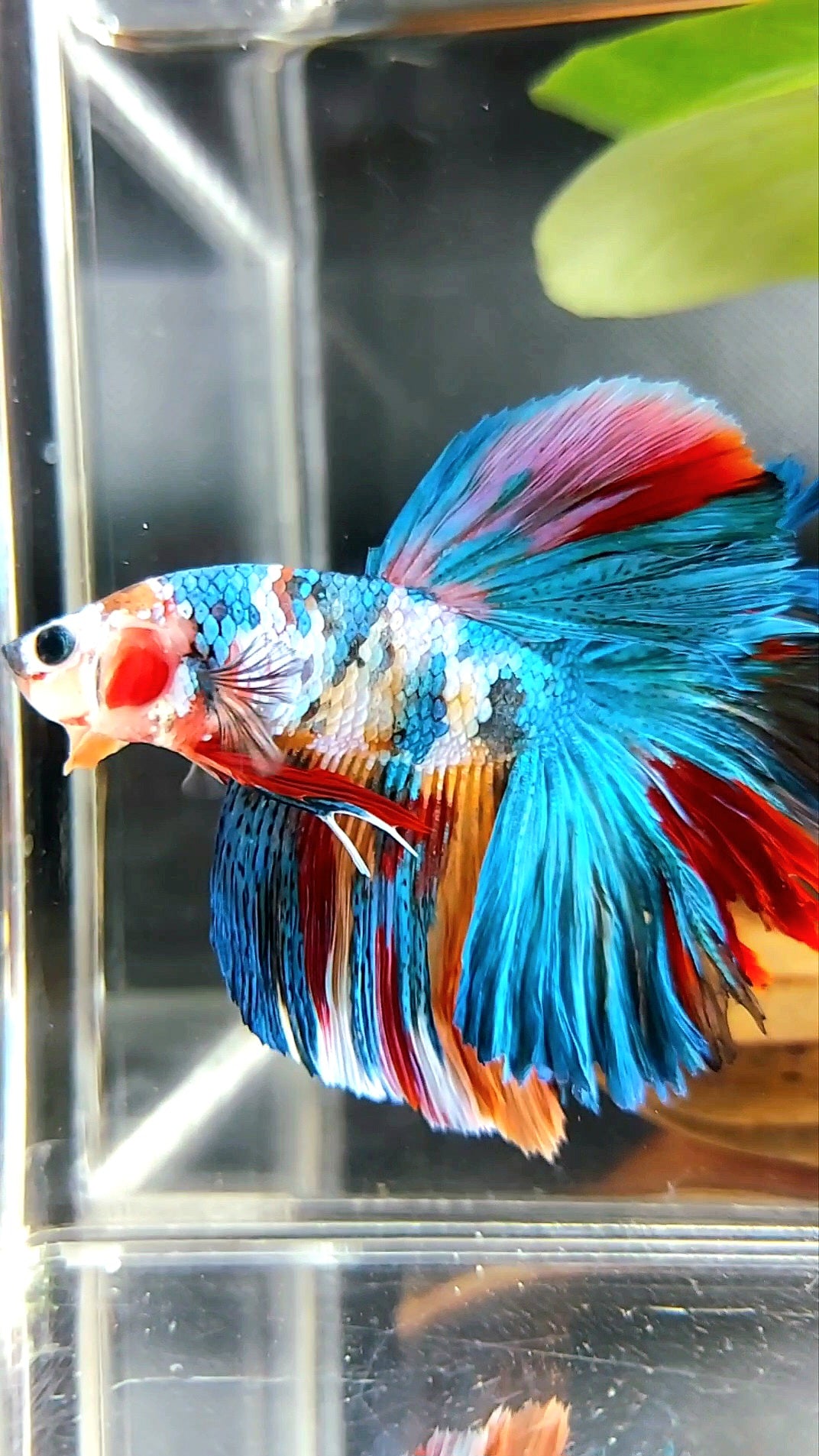 HALFMOON ROSETAIL RAINBOW GALAXY MULTICOLOR BETTA FISH