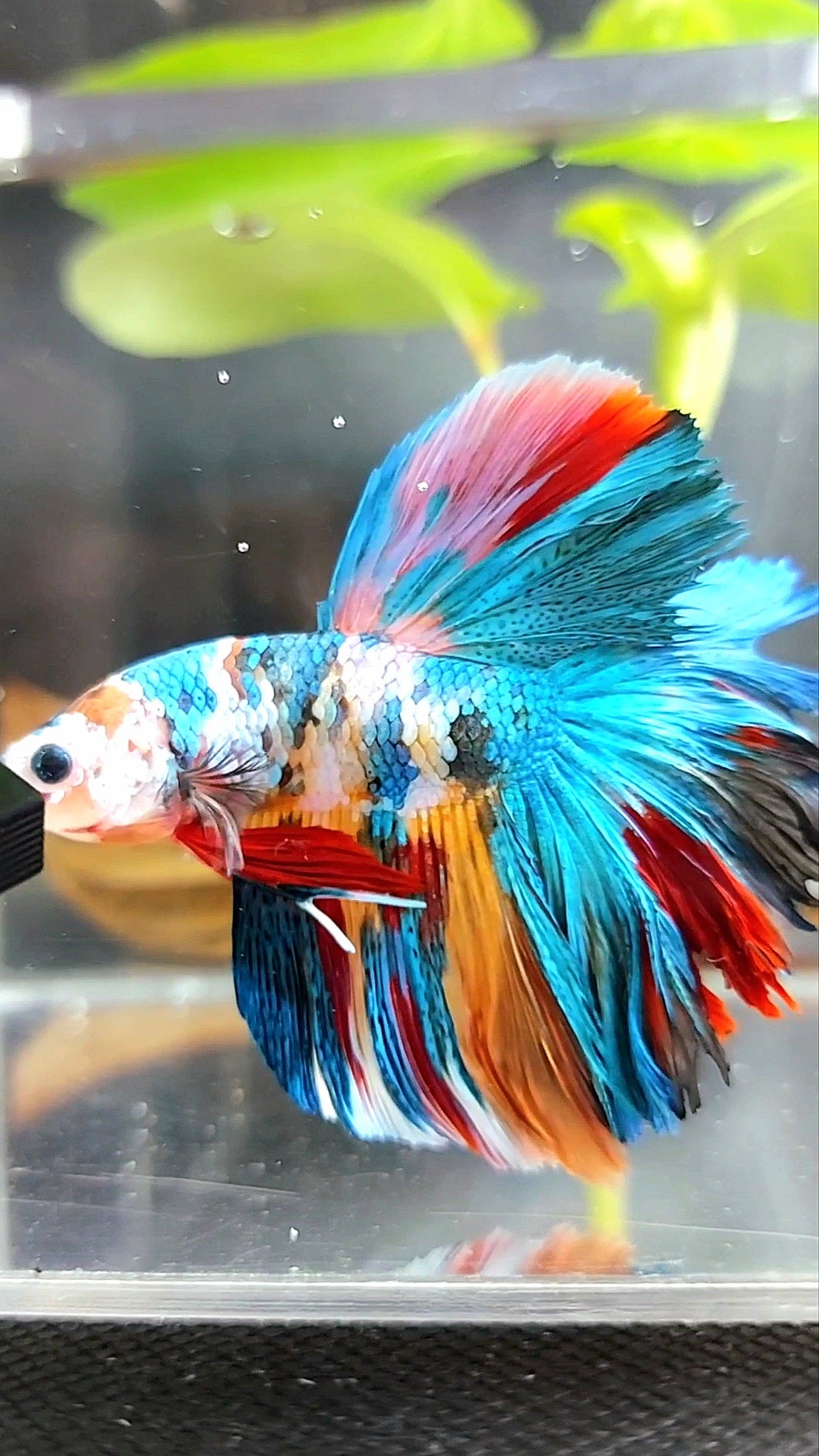 HALFMOON ROSETAIL RAINBOW GALAXY MULTICOLOR BETTA FISH