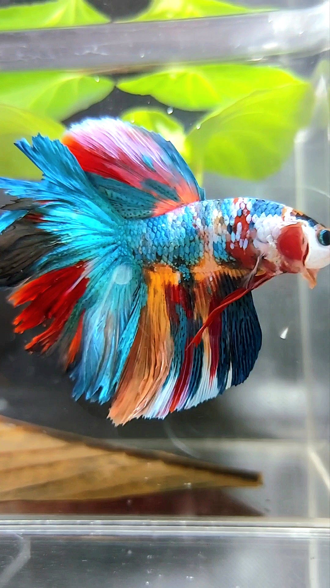 HALFMOON ROSETAIL RAINBOW GALAXY MULTICOLOR BETTA FISH