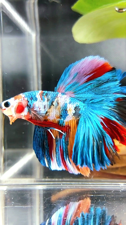 HALFMOON ROSETAIL RAINBOW GALAXY MULTICOLOR BETTA FISH