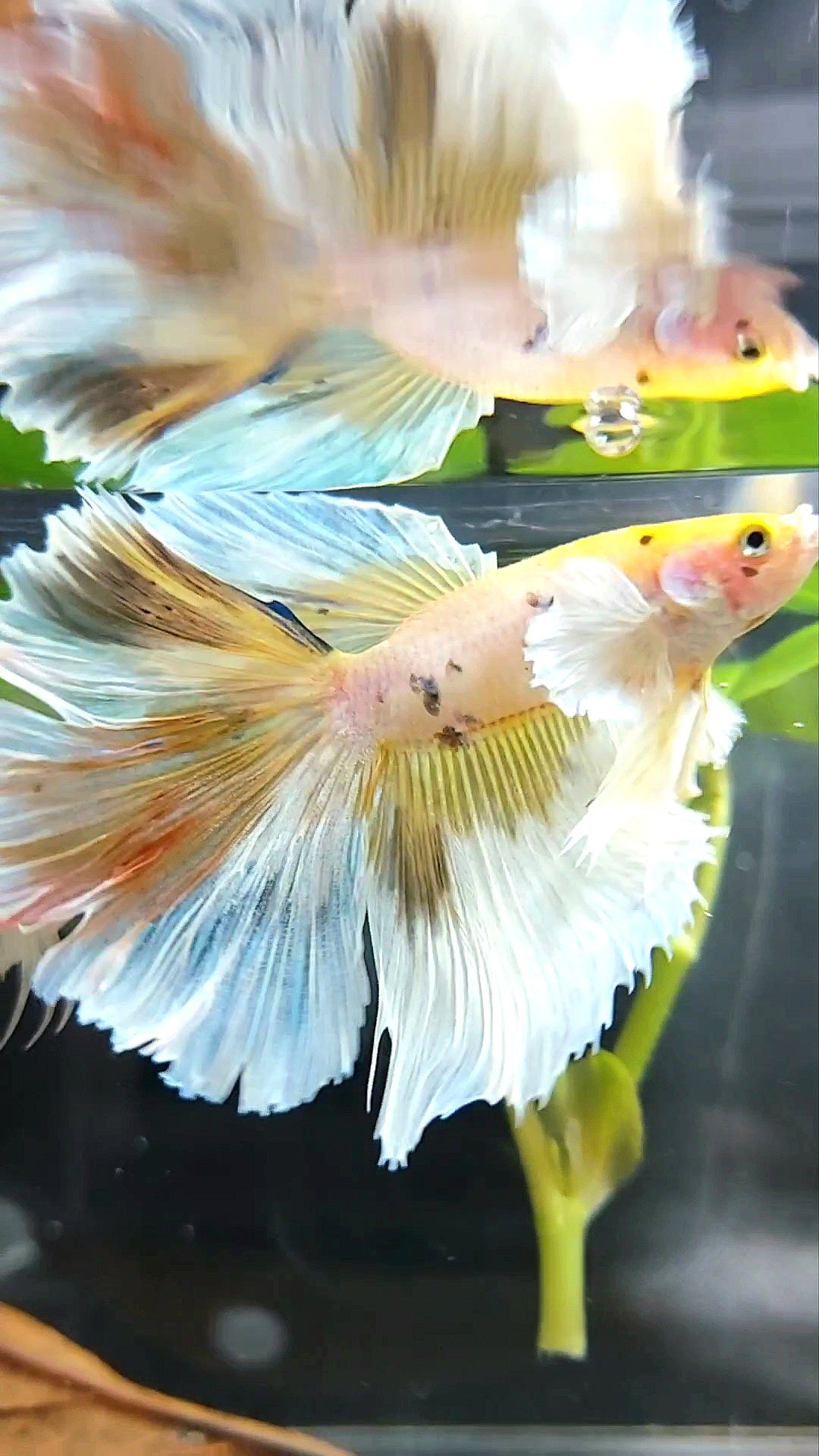 XL HALFMOON DUMBO OHR GELB WEISS MEHRFARBIGER BETTA-FISCH