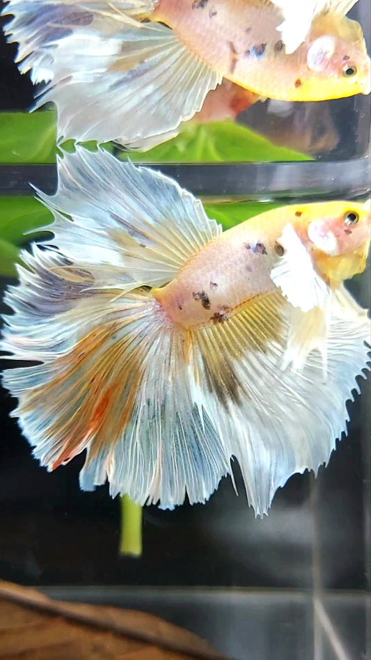 XL HALFMOON DUMBO OHR GELB WEISS MEHRFARBIGER BETTA-FISCH