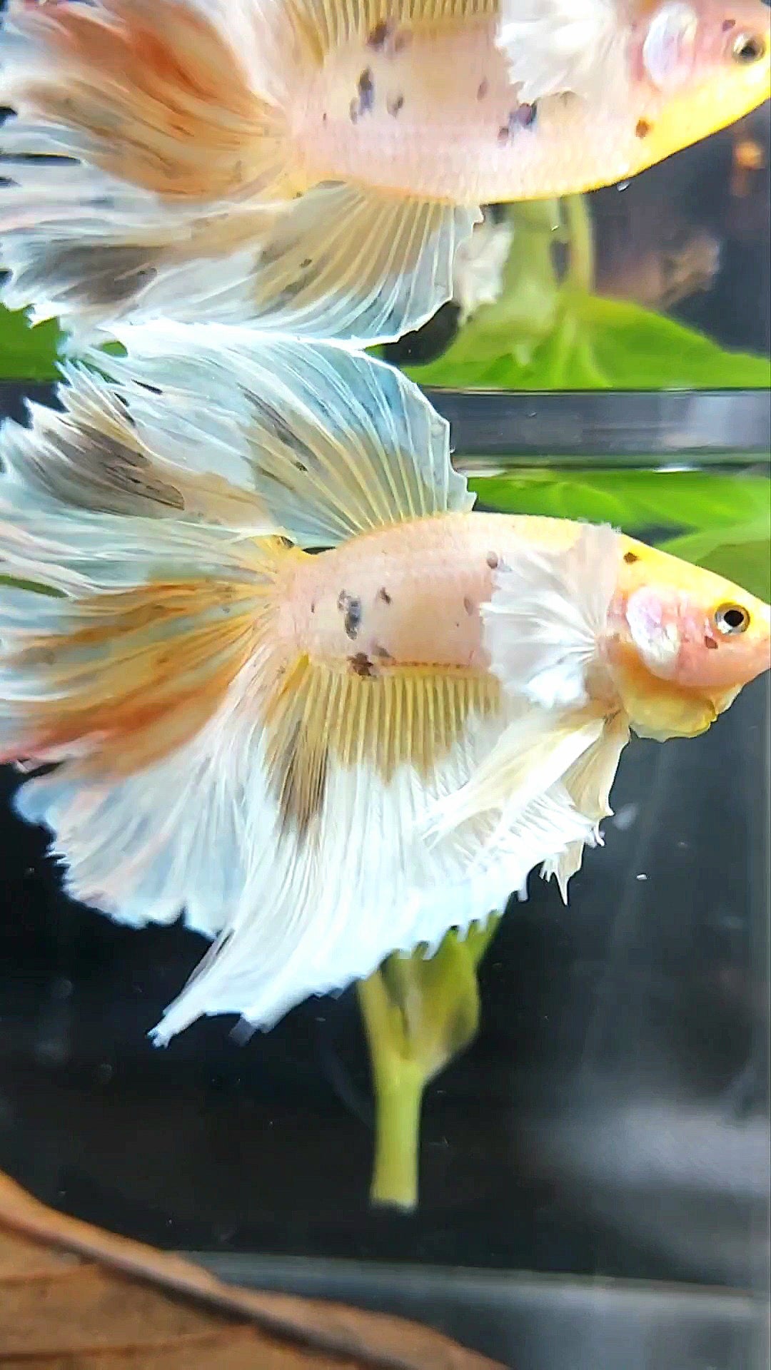 XL HALFMOON DUMBO EAR YELLOW WHITE MULTICOLOR BETTA FISH