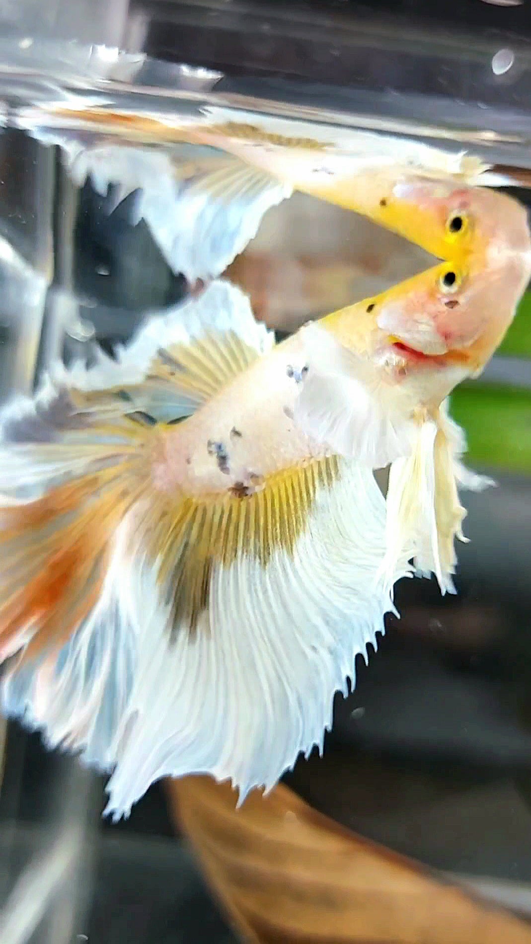 XL HALFMOON DUMBO OHR GELB WEISS MEHRFARBIGER BETTA-FISCH