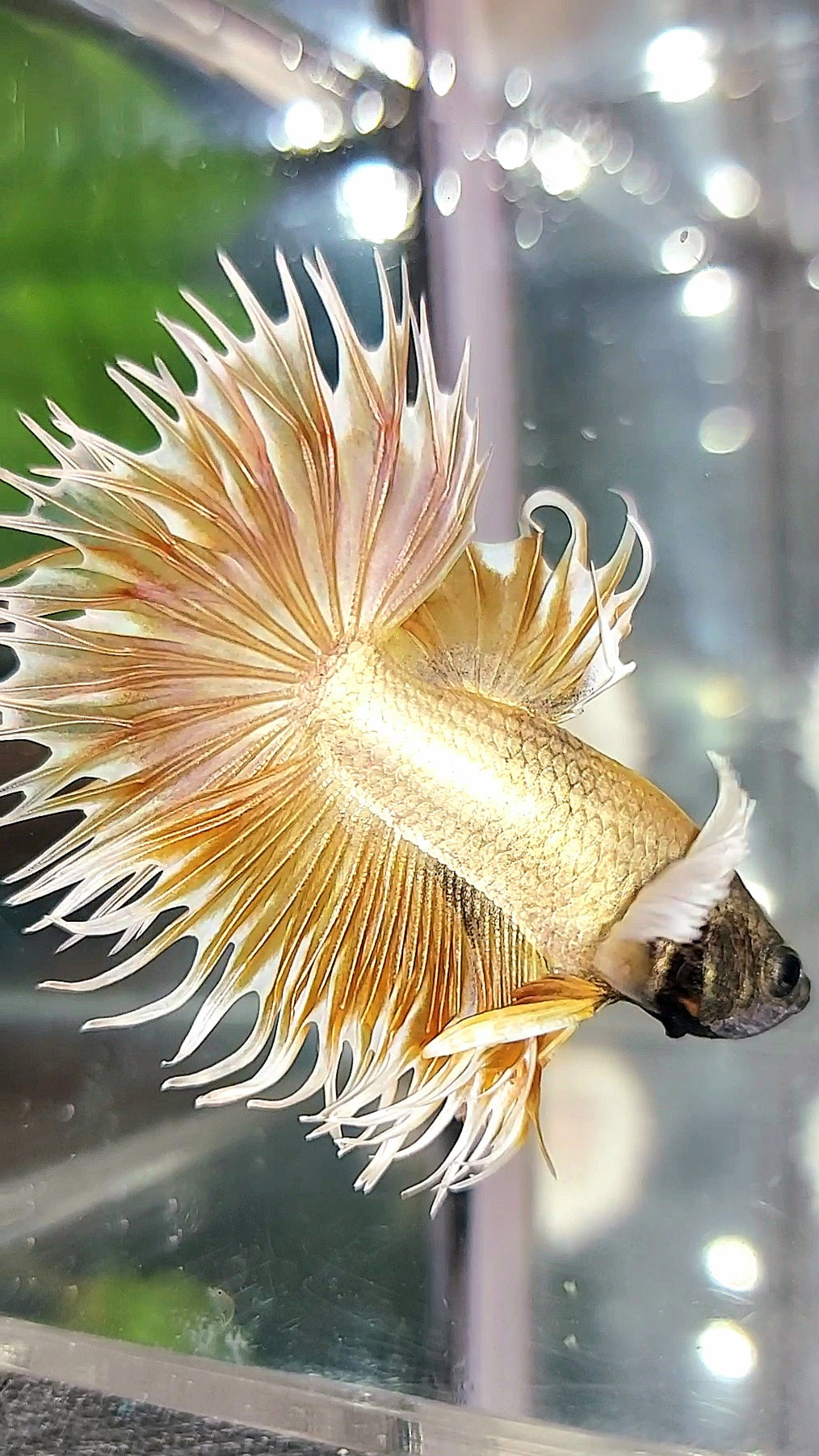 CROWNTAIL DUMBO EAR SUPER GOLD PREMIUM BETTA FISH