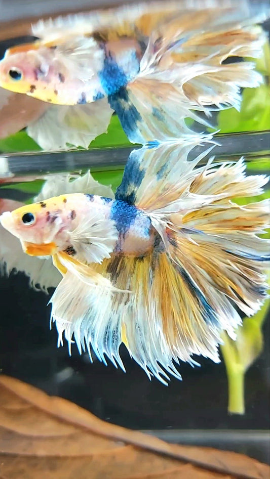 HALFMOON CROWNTAIL DUMBO EAR YELLOW BLUE MULTICOLOR RARE BETTA FISH