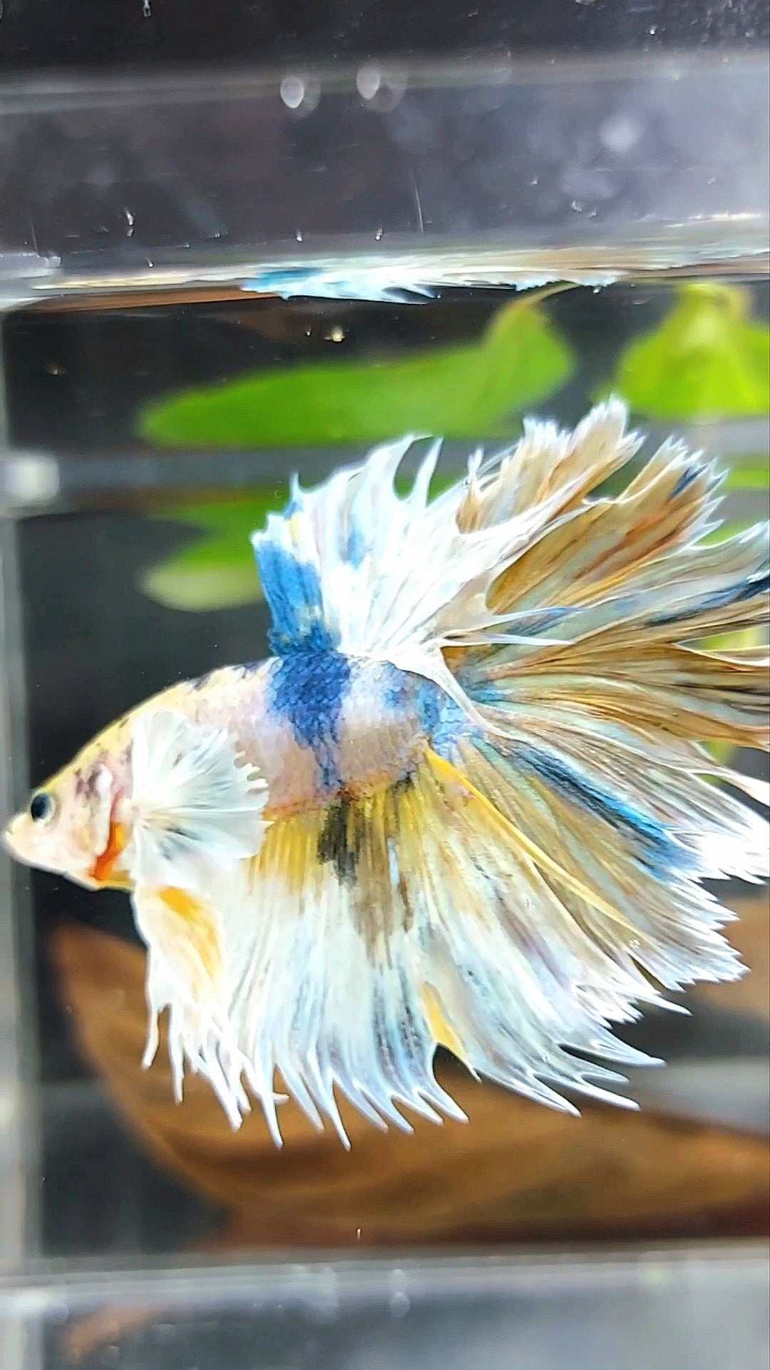 HALFMOON CROWNTAIL DUMBO EAR YELLOW BLUE MULTICOLOR RARE BETTA FISH