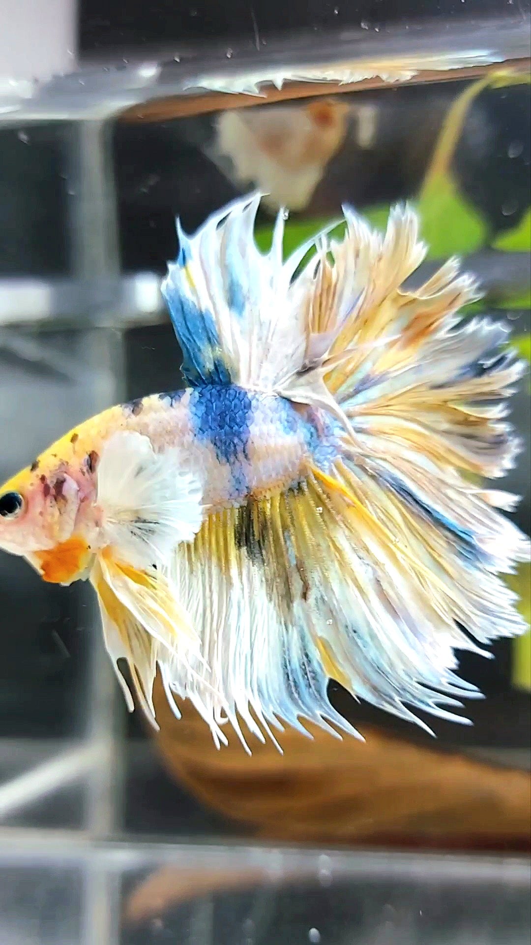 HALFMOON CROWNTAIL DUMBO EAR YELLOW BLUE MULTICOLOR RARE BETTA FISH