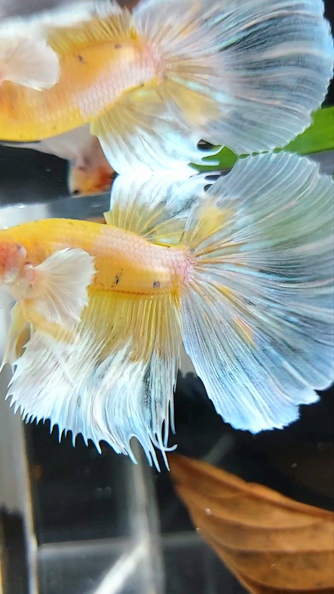 HALFMOON DUMBO EAR YELLOW WHITE MULTICOLOR BETTA FISH