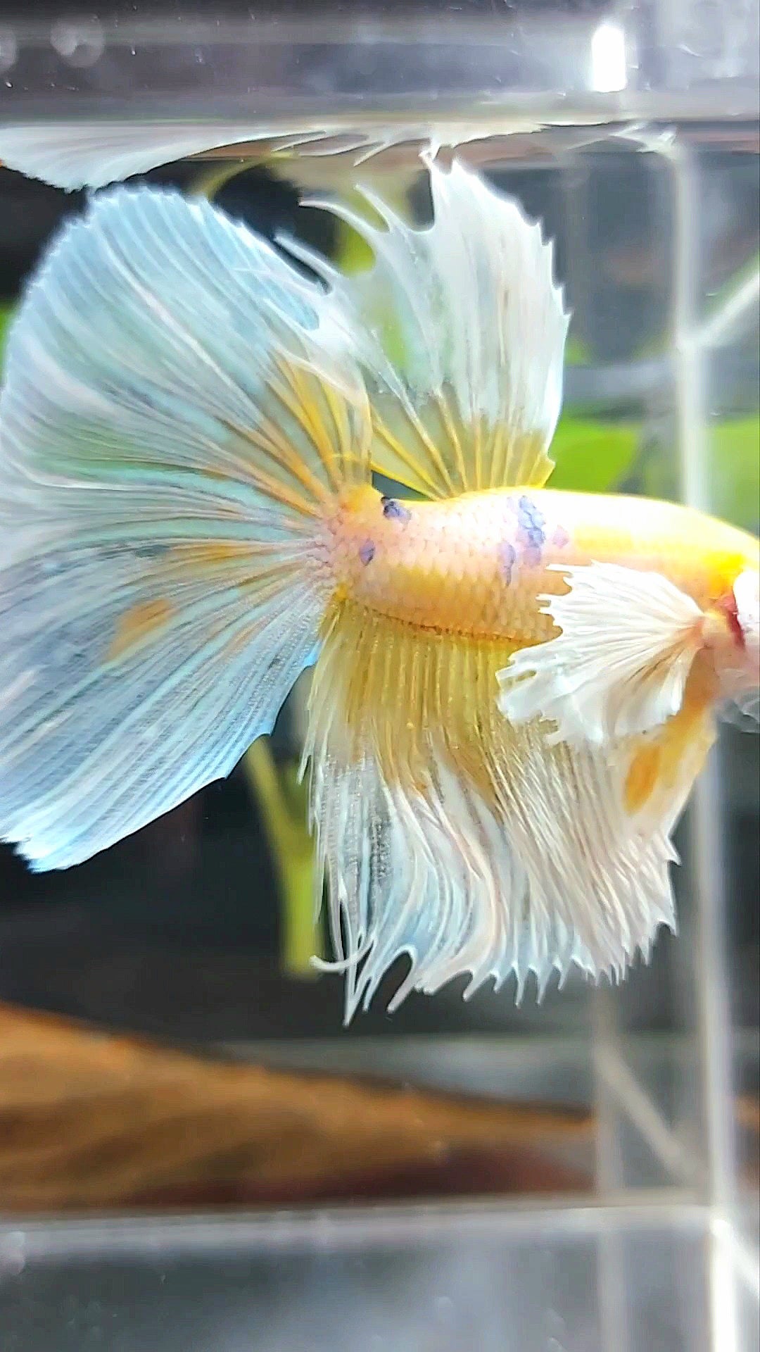 HALFMOON DUMBO EAR YELLOW WHITE MULTICOLOR BETTA FISH