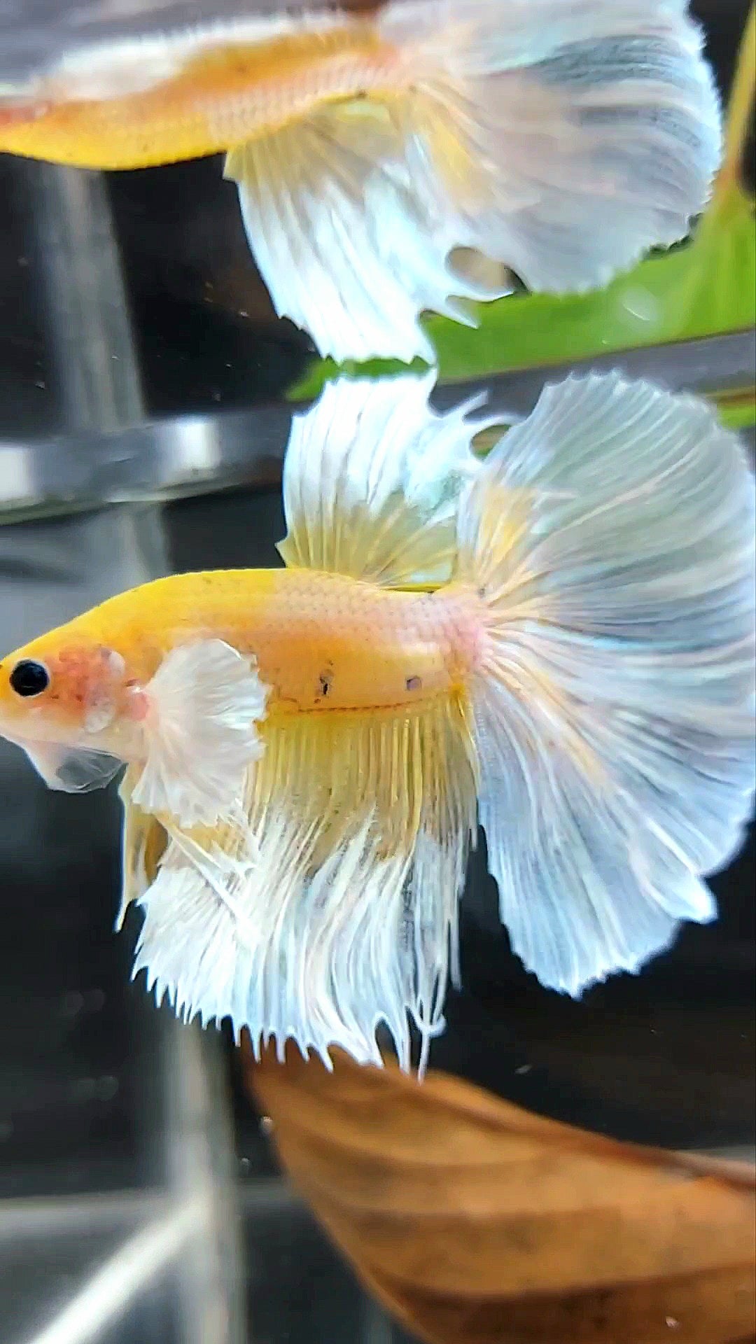 HALFMOON DUMBO EAR YELLOW WHITE MULTICOLOR BETTA FISH