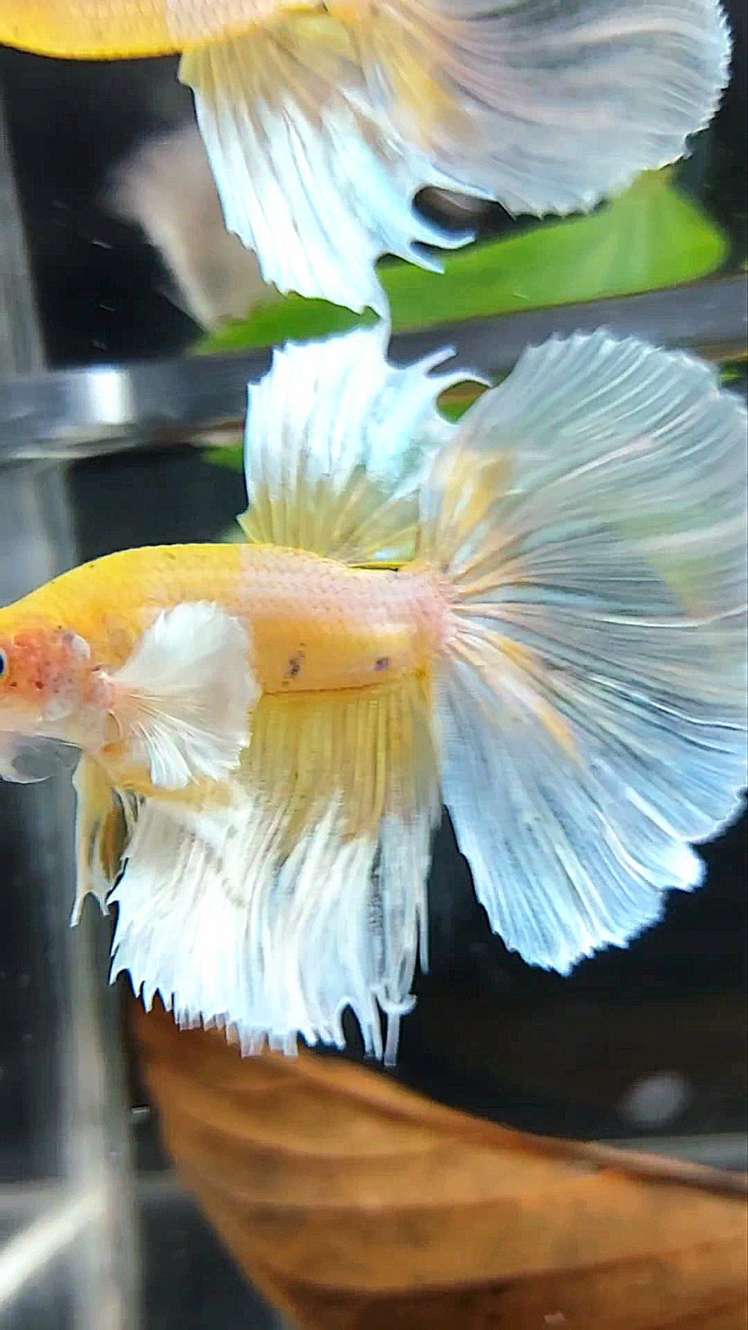 HALFMOON DUMBO EAR YELLOW WHITE MULTICOLOR BETTA FISH