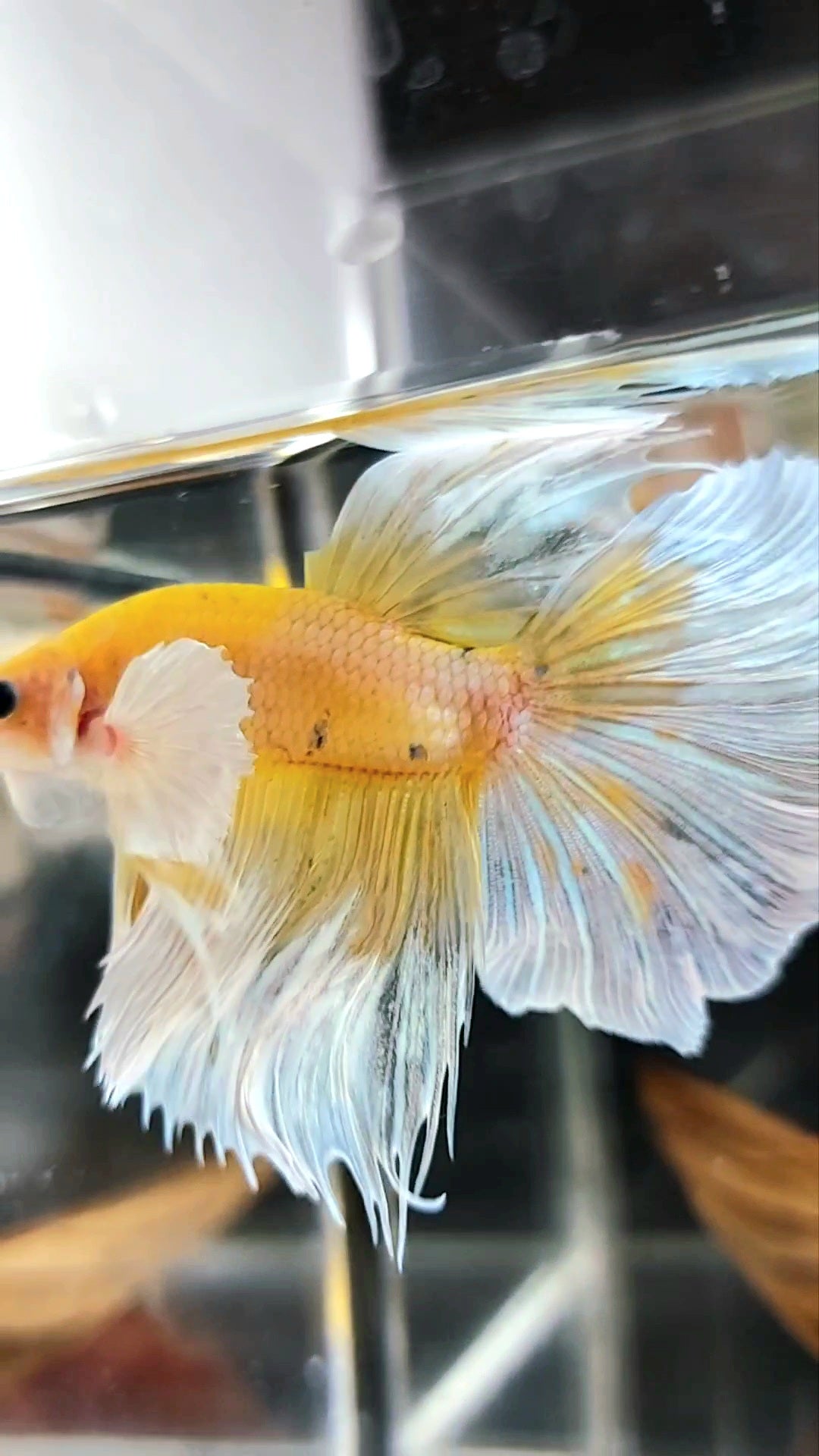 HALFMOON DUMBO EAR YELLOW WHITE MULTICOLOR BETTA FISH