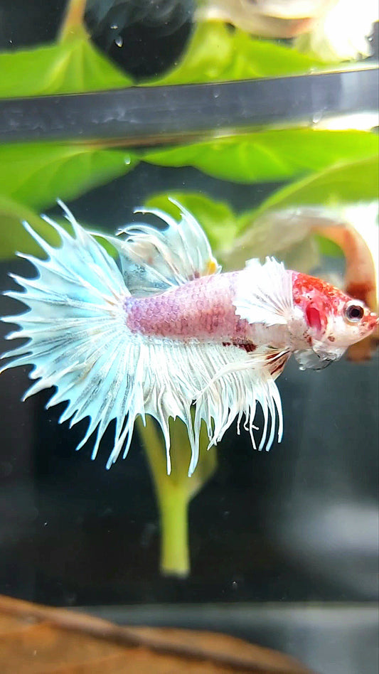 CROWNTAIL DUMBO EAR WHITE RED HEAD BETTA FISH