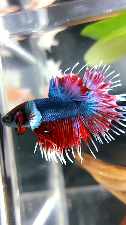 CROWNTAIL BIG EAR BLUE RED BETTA FISH