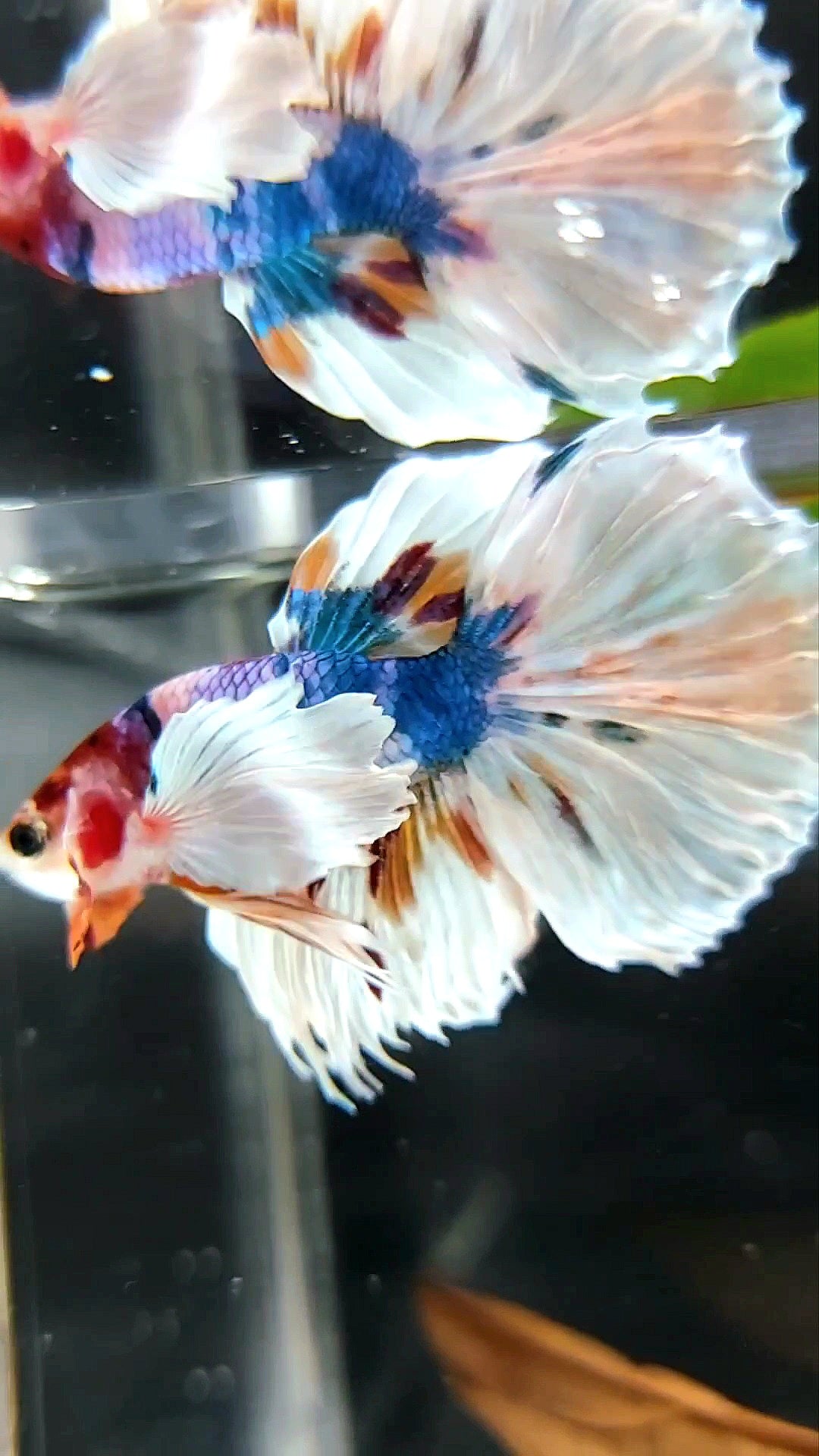 HALFMOON SUPER DUMBO EAR WHITE CANDY MULTICOLOR RARE BETTA FISH