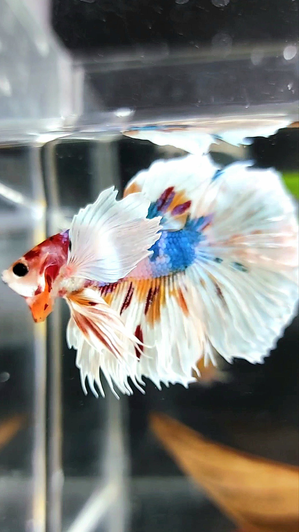 HALFMOON SUPER DUMBO EAR WHITE CANDY MULTICOLOR RARE BETTA FISH