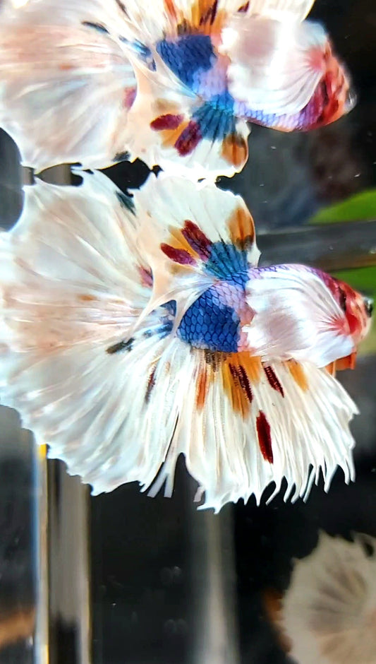 HALFMOON SUPER DUMBO EAR WHITE CANDY MULTICOLOR SELTENER BETTA-FISCH