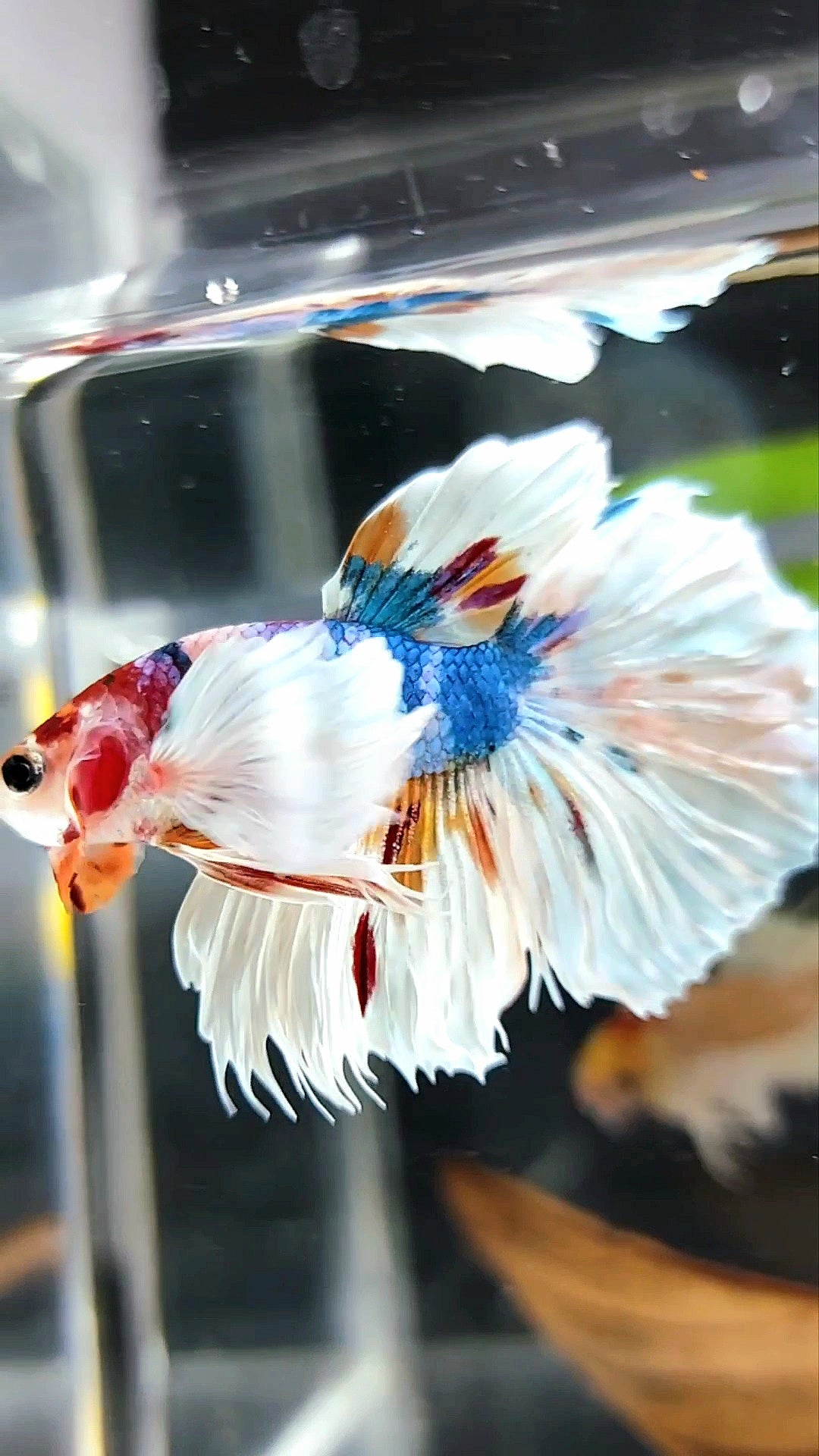 HALFMOON SUPER DUMBO EAR WHITE CANDY MULTICOLOR SELTENER BETTA-FISCH