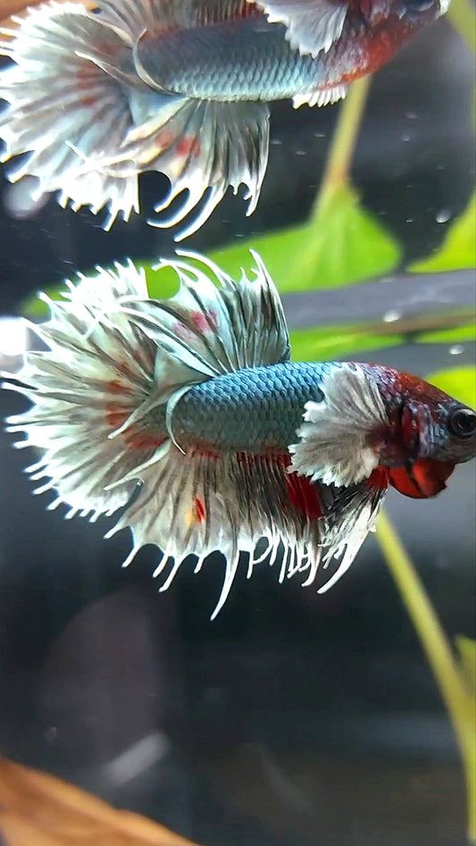 CROWNTAIL DUMBO EAR COPPER ARMY BETTA FISH