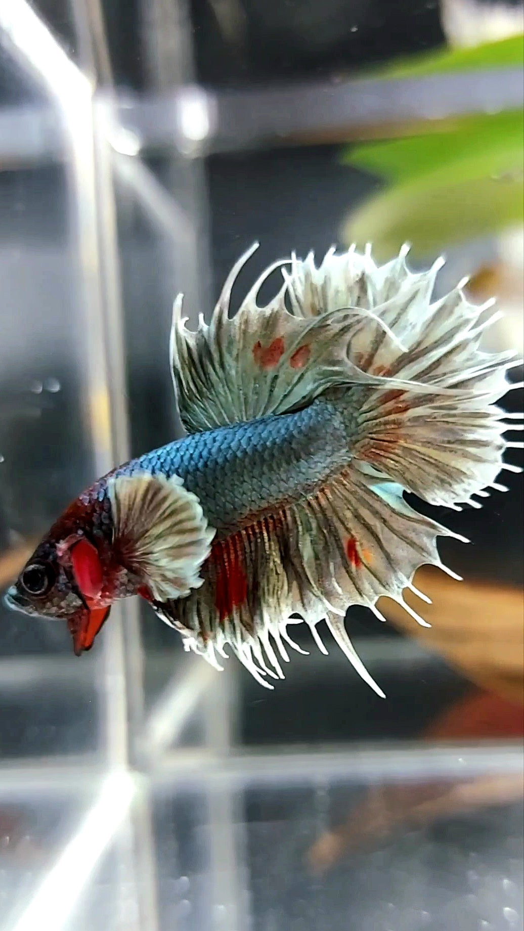CROWNTAIL DUMBO EAR COPPER ARMY BETTA FISH