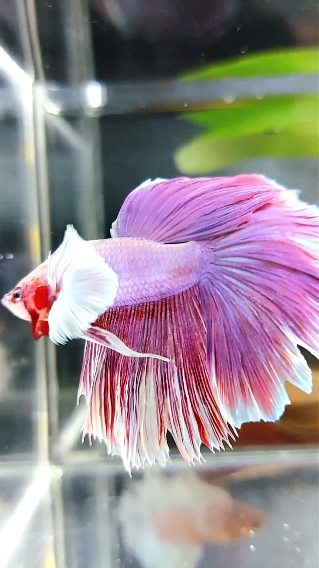 HALFMOON DUMBO EAR ROSETAIL PINK PURPLE RARE BETTA FISH