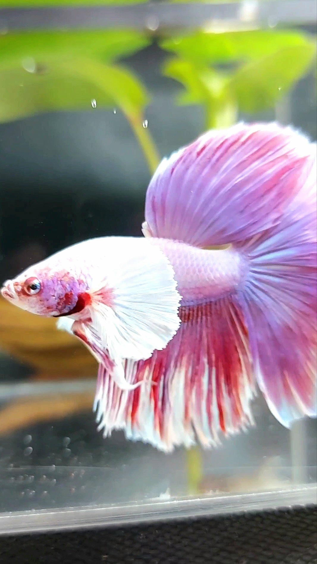 HALFMOON DUMBO EAR ROSETAIL PINK PURPLE RARE BETTA FISH