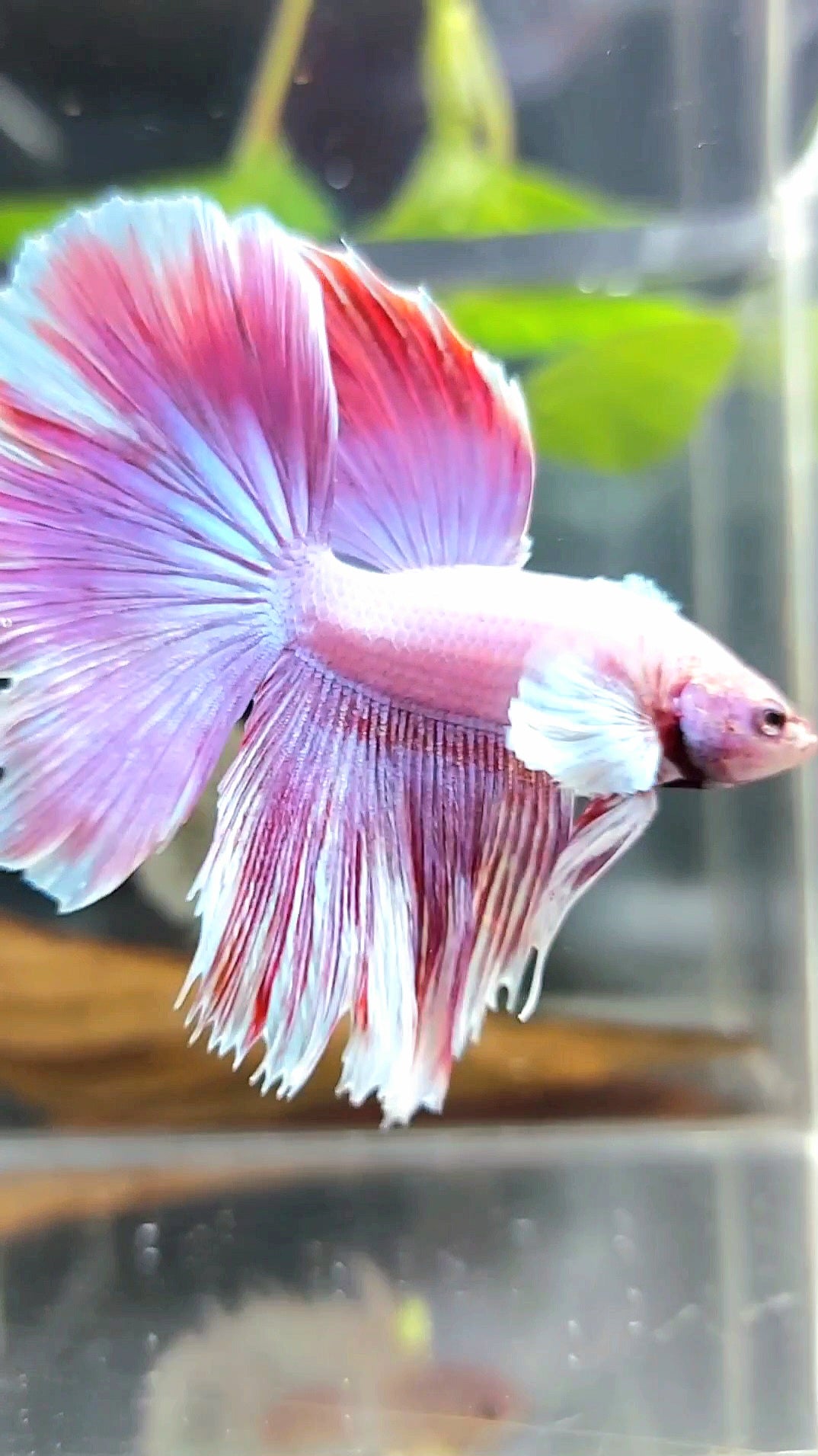 HALFMOON DUMBO EAR ROSETAIL PINK PURPLE RARE BETTA FISH