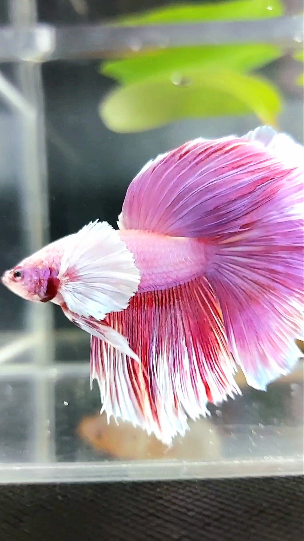 HALFMOON DUMBO EAR ROSETAIL PINK PURPLE RARE BETTA FISH