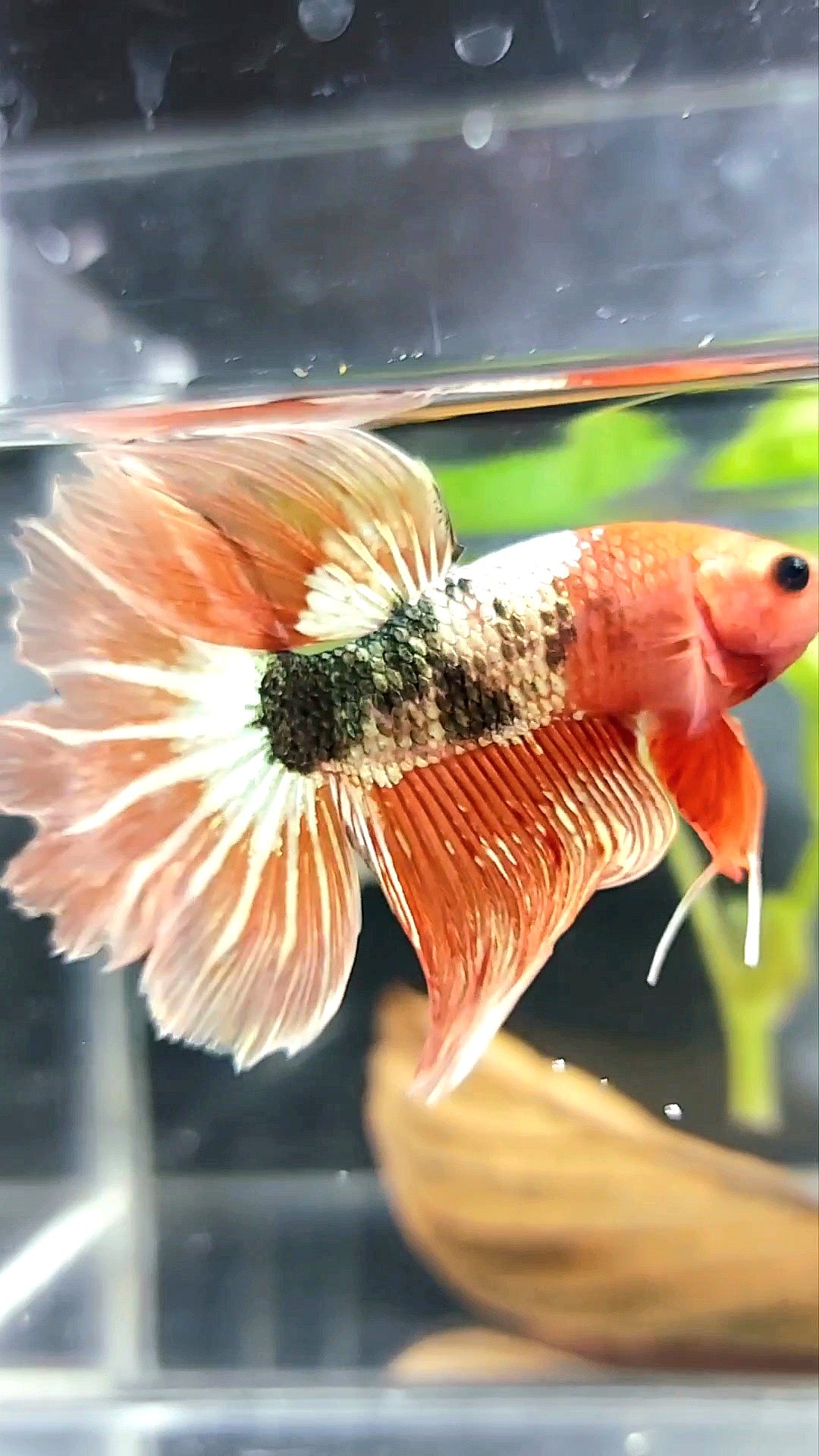 HALFMOON ROSETAIL ORANGE FCCP FANCY RARE BETTA FISH