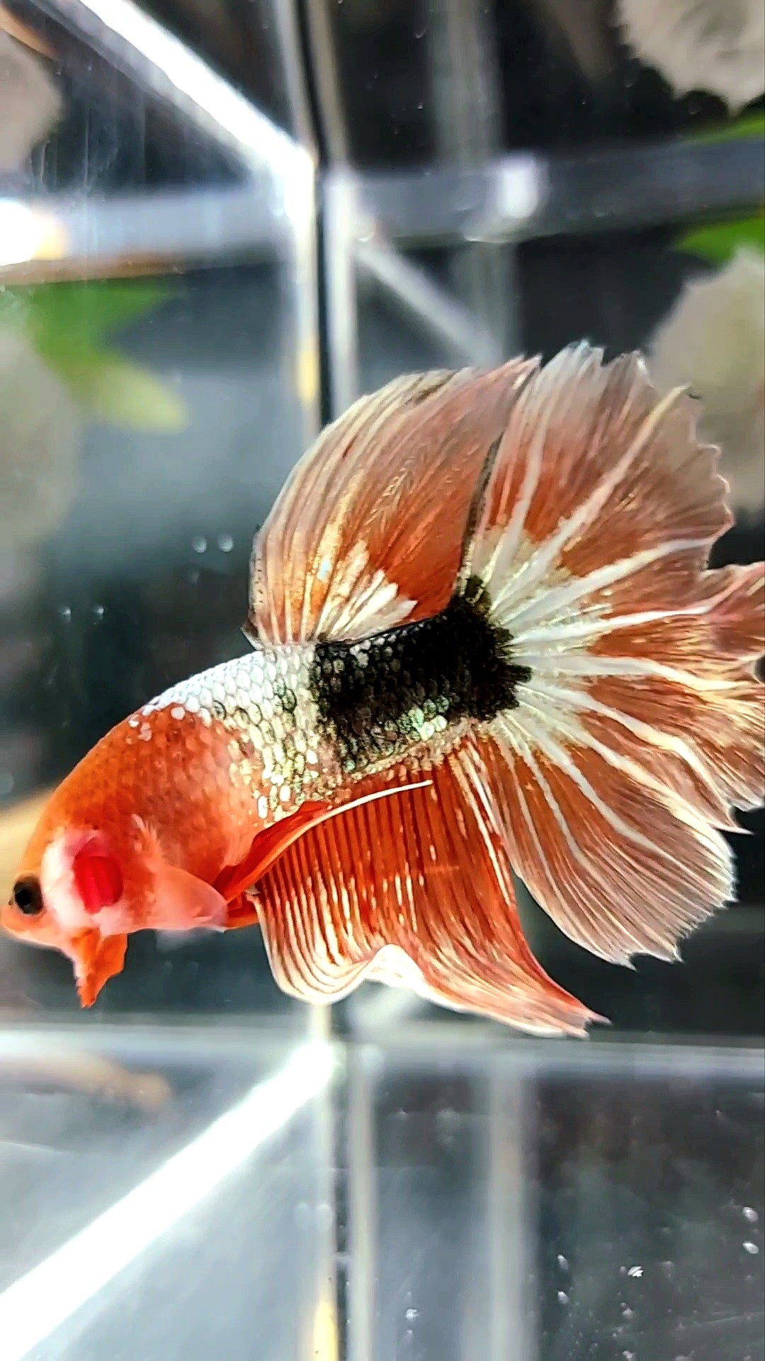 HALFMOON ROSETAIL ORANGE FCCP FANCY RARE BETTA FISH