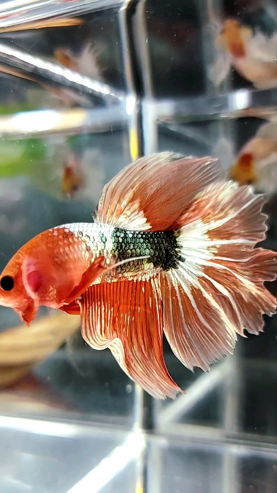 HALFMOON ROSETAIL ORANGE FCCP FANCY RARE BETTA FISH