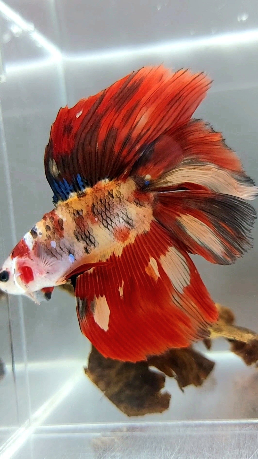 XL HALFMOON OVERTAIL DOUBLE TAIL NEMO FIRE MULTICOLOR MASKING RARE BETTA FISH