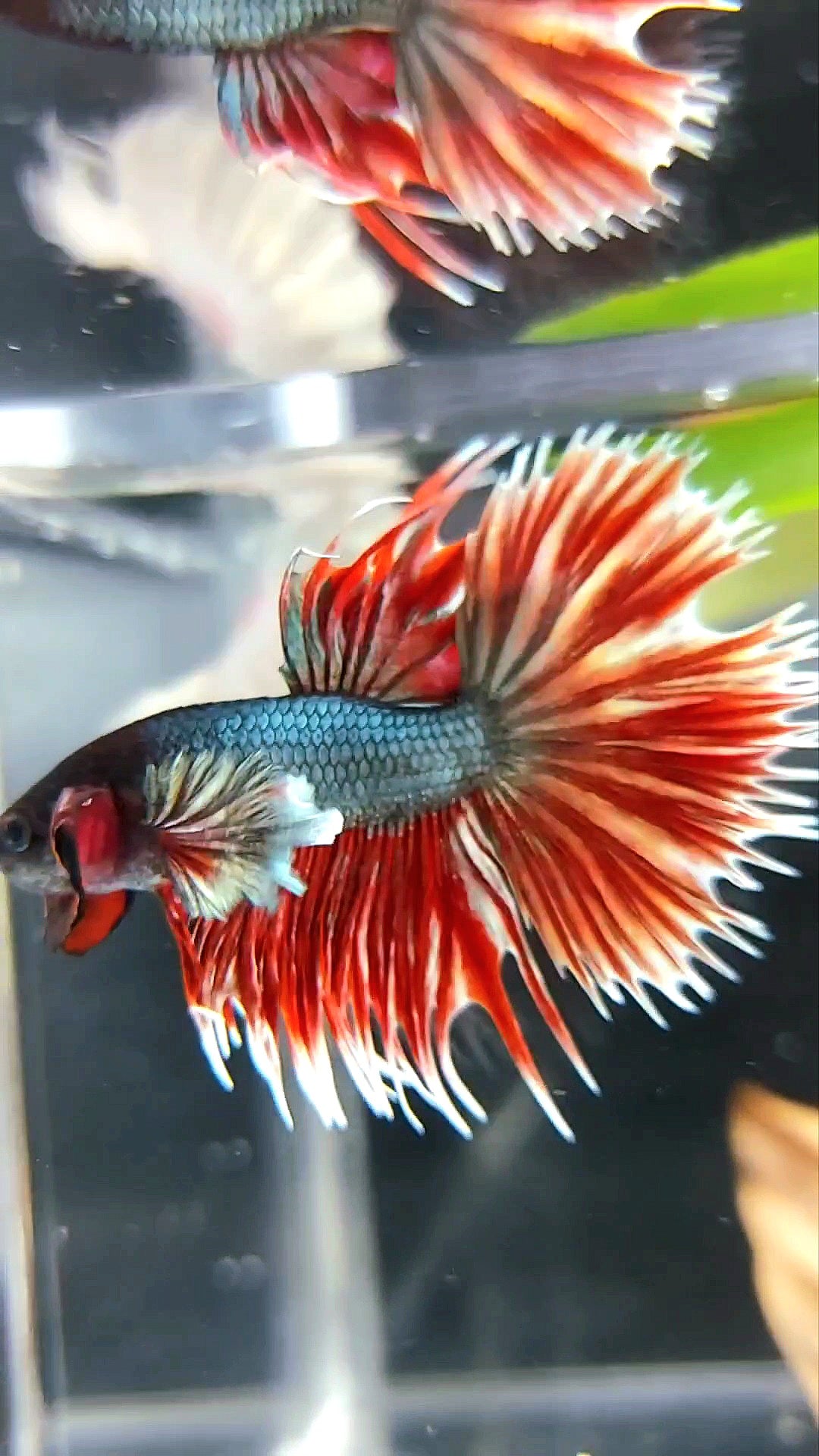 CROWNTAIL DUMBO EAR RED COPPER BETTA FISH