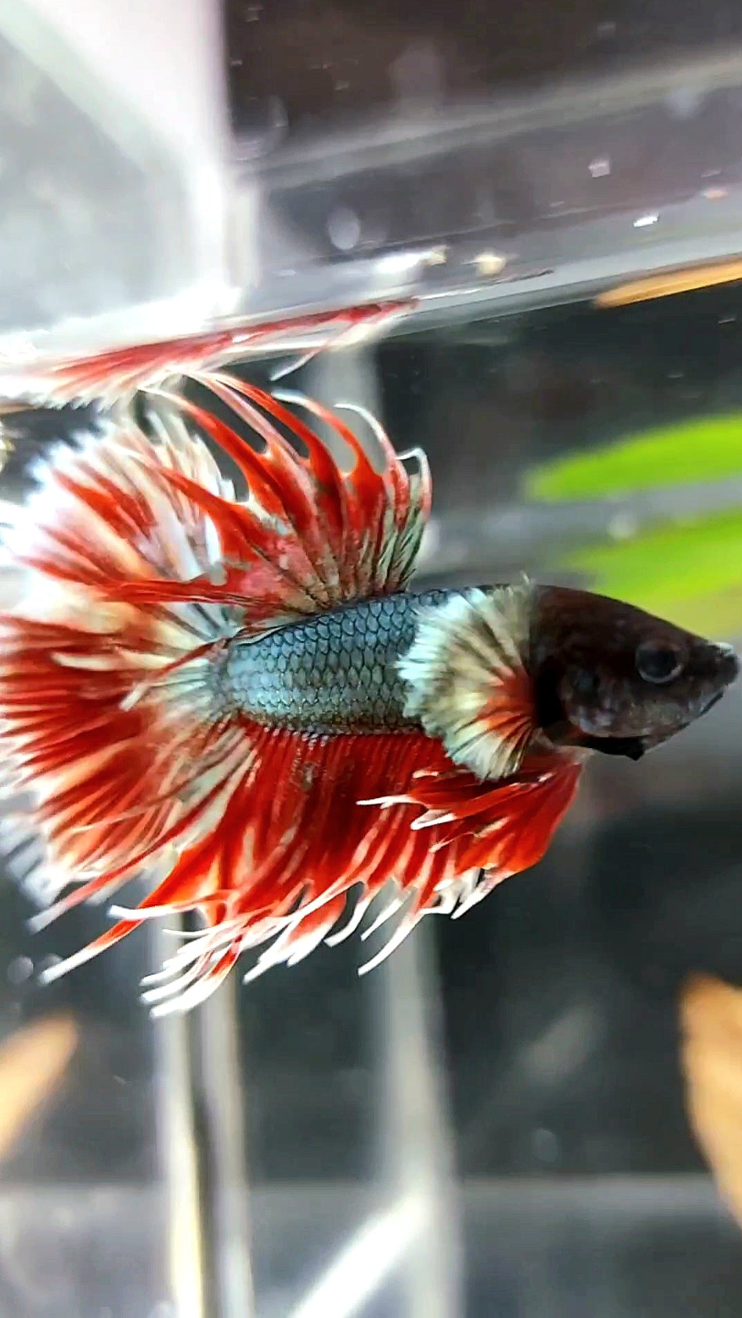 CROWNTAIL DUMBO EAR RED COPPER BETTA FISH