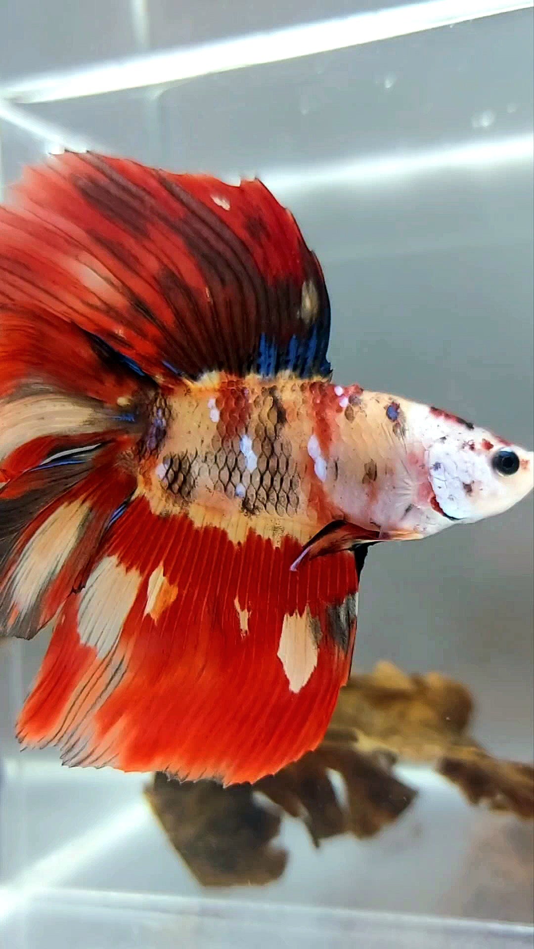 XL HALFMOON OVERTAIL DOUBLE TAIL NEMO FIRE MULTICOLOR MASKING RARE BETTA FISH