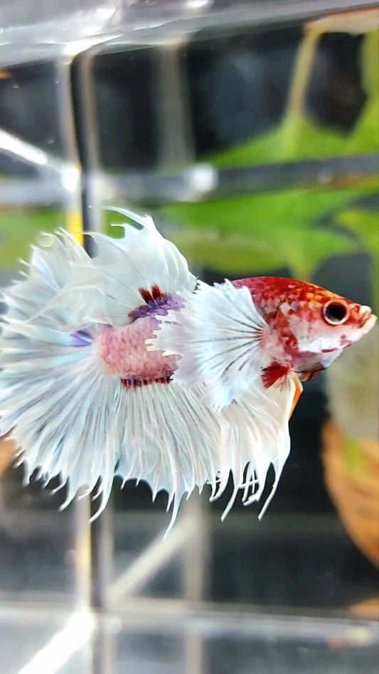CROWNTAIL SUPER DUMBO EAR WHITE RED HEAD BETTA FISH