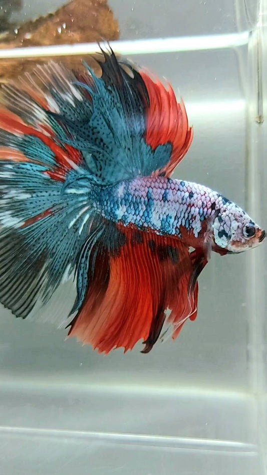 XL HALFMOON OVERTAIL ROSETAIL BLAU ROT FANTASTISCHER MEHRFARBIGER SELTENER BETTA-FISCH