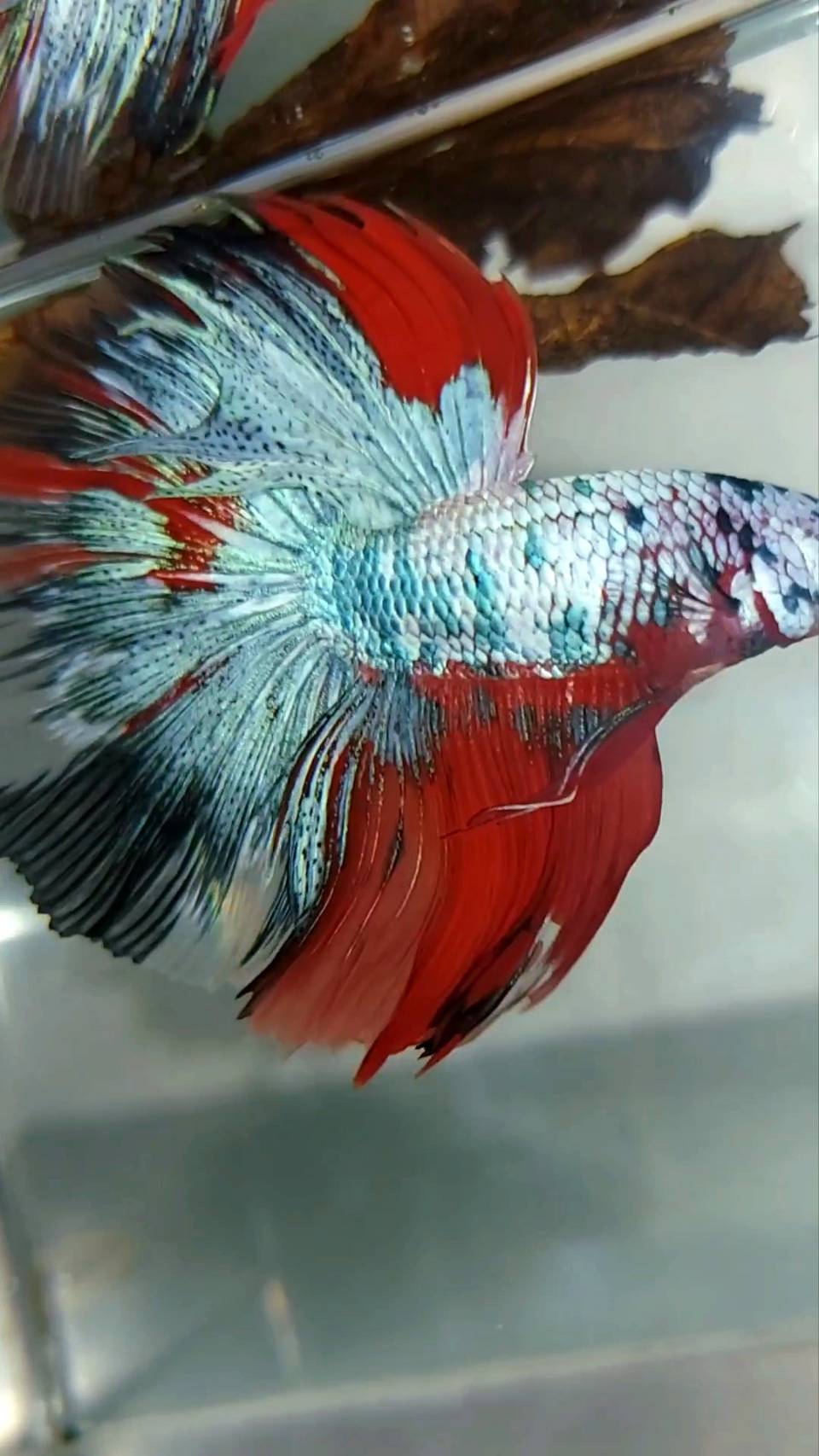 XL HALFMOON OVERTAIL ROSETAIL BLUE RED FANCY MULTICOLOR RARE BETTA FISH