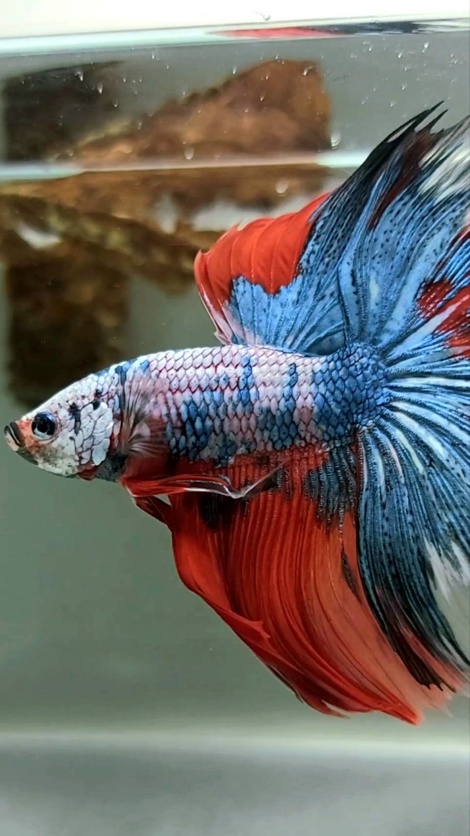 XL HALFMOON OVERTAIL ROSETAIL BLUE RED FANCY MULTICOLOR RARE BETTA FISH