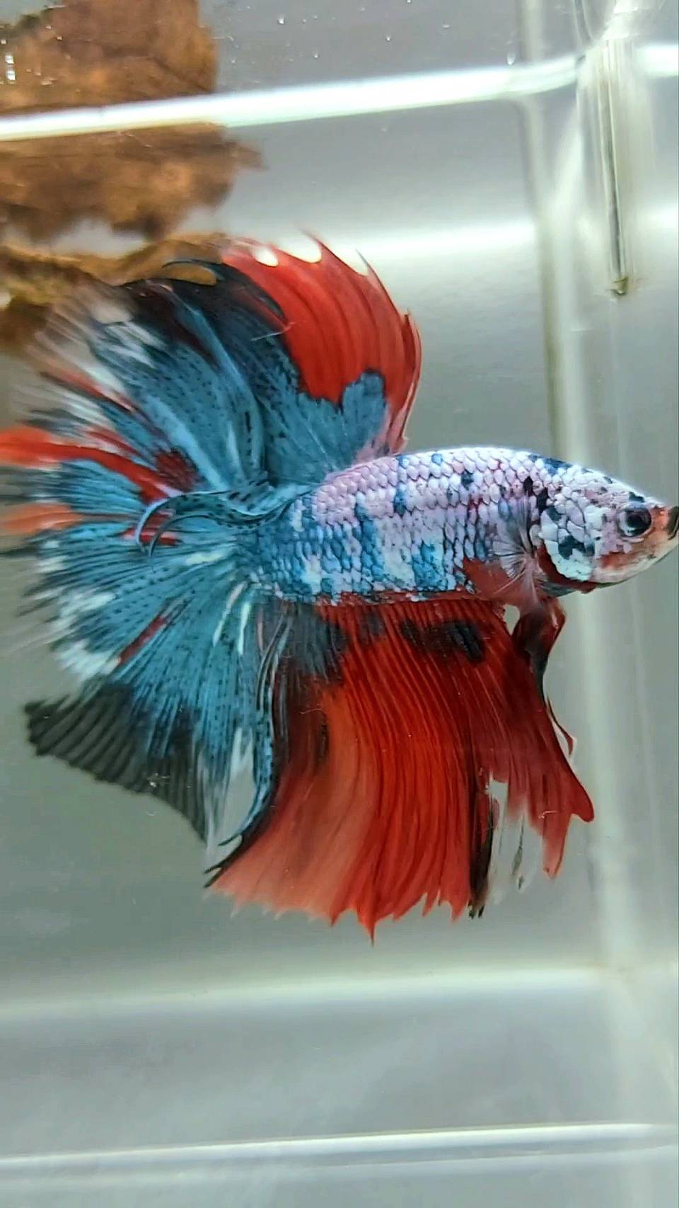 XL HALFMOON OVERTAIL ROSETAIL BLUE RED FANCY MULTICOLOR RARE BETTA FISH