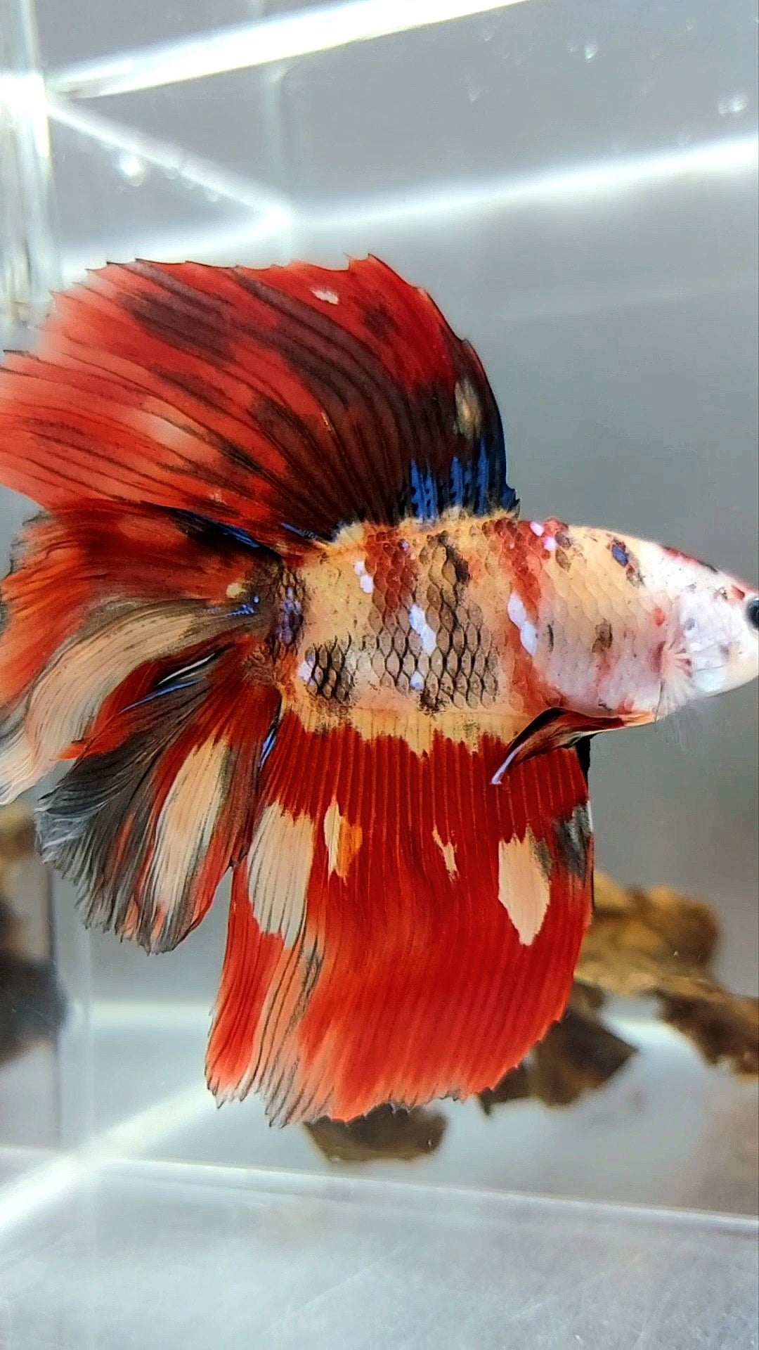 XL HALFMOON OVERTAIL DOUBLE TAIL NEMO FIRE MULTICOLOR MASKING RARE BETTA FISH