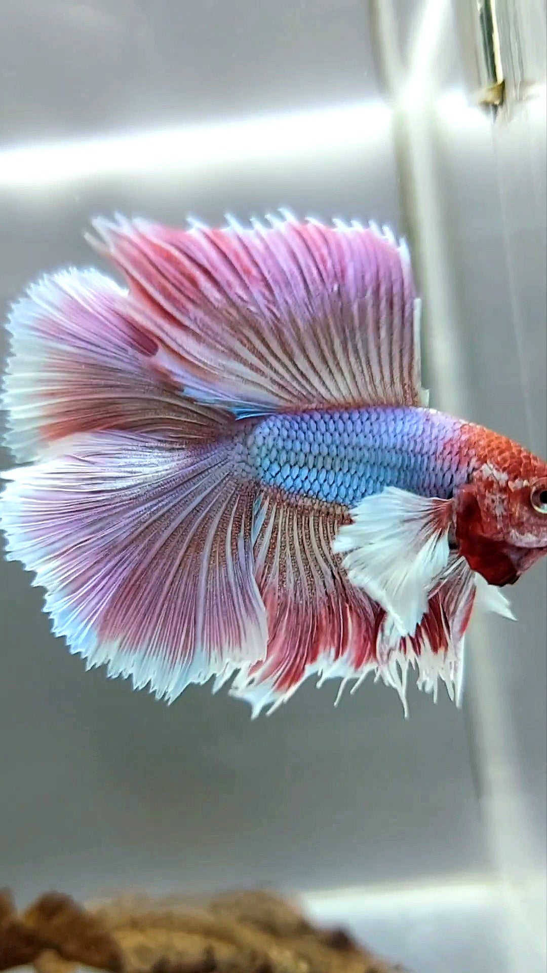 HALFMOON DUMBO EAR DOUBLE TAIL PURPLE PINK MAGENTA SUPER RARE BETTA FISH