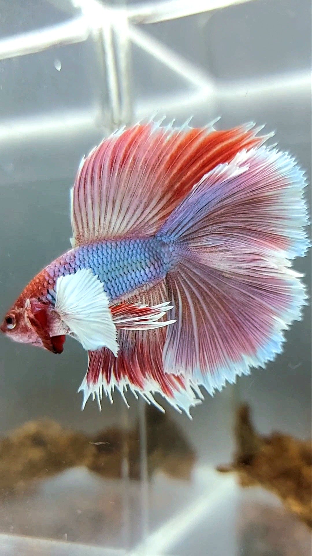 HALFMOON DUMBO EAR DOUBLE TAIL PURPLE PINK MAGENTA SUPER RARE BETTA FISH