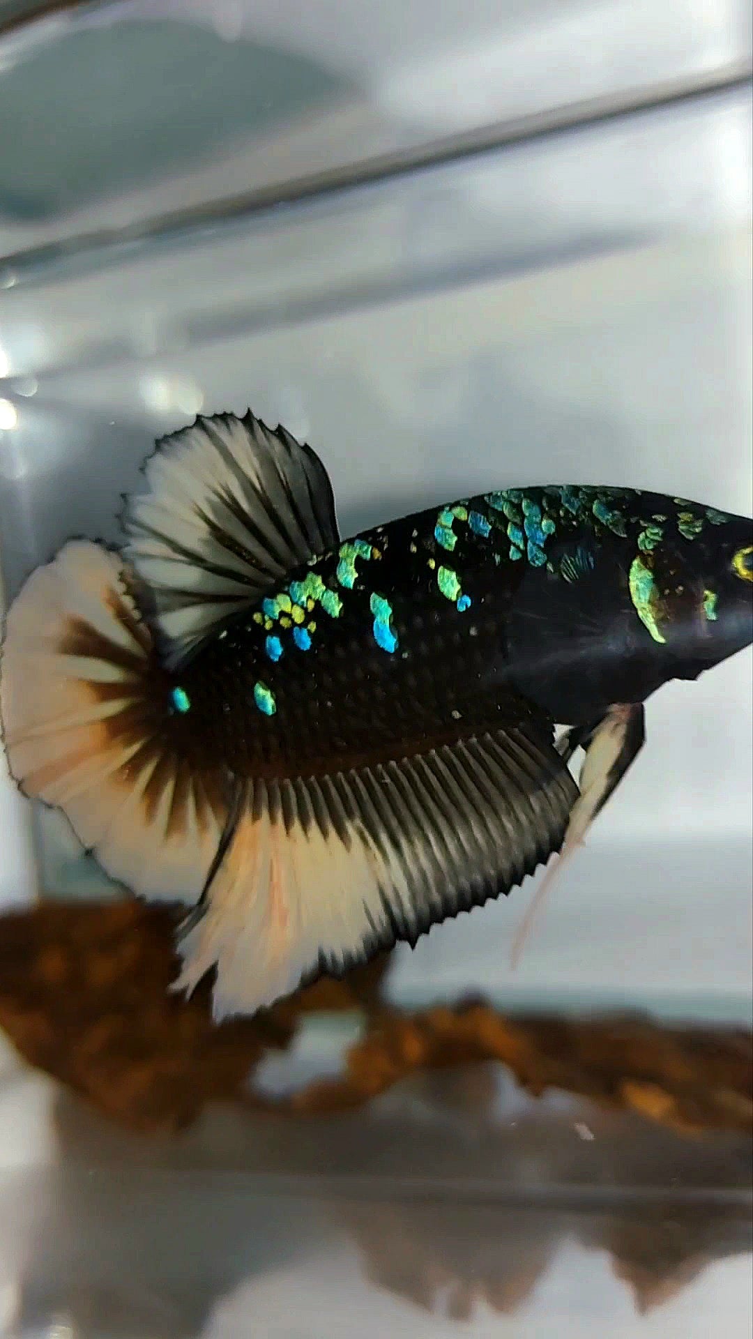 GIANT HMPK BO 4,5CM+ BLACK GALAXY AVATAR BLUE YELLOW RARE BETTA FISH